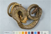 藏品(紅竹蛇)的圖片